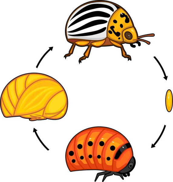 Colorado Patates Böceği Veya Bakanlıkça Tavsiye Yaşam Döngüsü Yetişkin Böcek — Stok Vektör