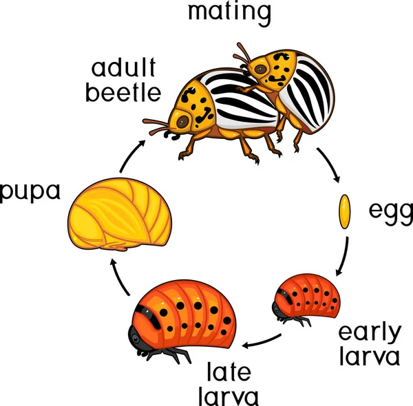 Ciclo Vida Del Escarabajo Papa Colorado Leptinotarsa Decemlineata Secuencia Etapas — Archivo Imágenes Vectoriales