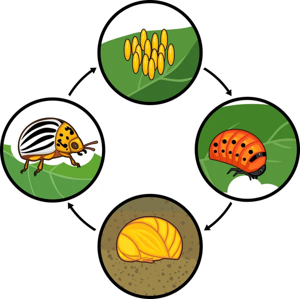 Lebenszyklus Von Kolorado Kartoffelkäfer Oder Leptinotarsa Decemlineata Abfolge Der Entwicklungsstadien — Stockvektor