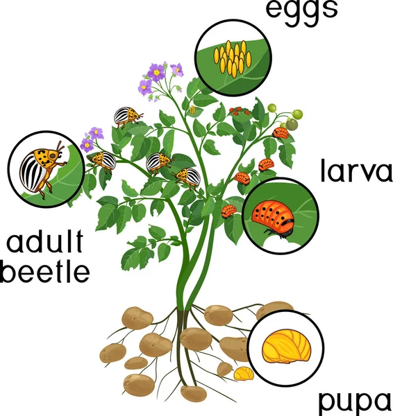 Burgonya Növényi Gyökérzet Különböző Szakaszaihoz Krumplibogár Vagy Leptinotarsa Decemlineata Tekintetében — Stock Vector