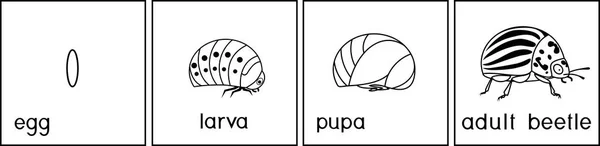 นตอนของการพ ฒนาของแมลงม นฝร งโคโลราโดหร Leptin Tarsa Decemlineata จากไข งแมลงผ ใหญ — ภาพเวกเตอร์สต็อก