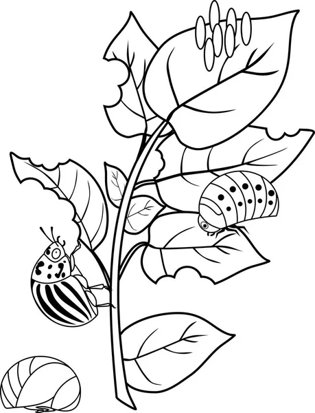 ページを着色 破損したジャガイモの葉にコロラドハムシまたは脱皮コロラドハムシの開発のさまざまな段階 — ストックベクタ