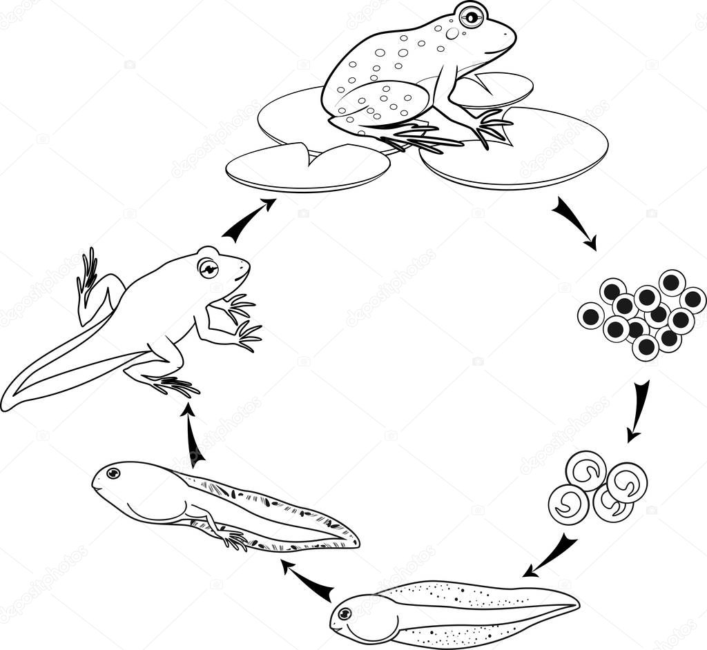 Coloring Page Life Cycle Of Frog Sequence Of Stages Of Development Of Frog From Egg To Adult Animal Premium Vector In Adobe Illustrator Ai Ai Format Encapsulated Postscript Eps Eps Format