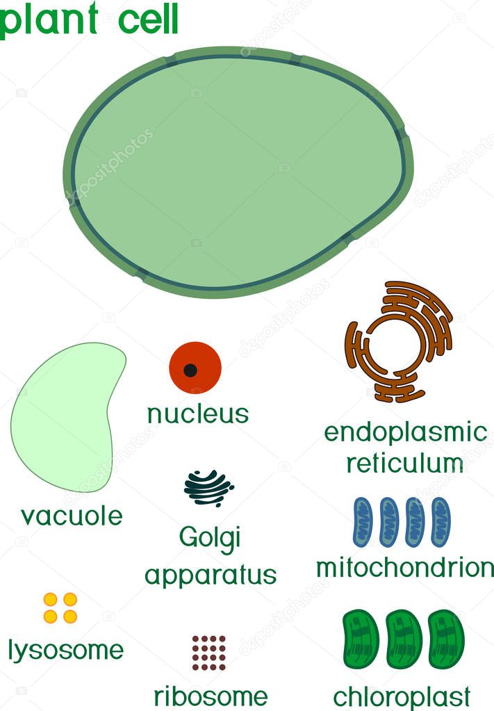 Educational game: assembling cells from ready-made components in form of stickers. Plant cell structure with titles