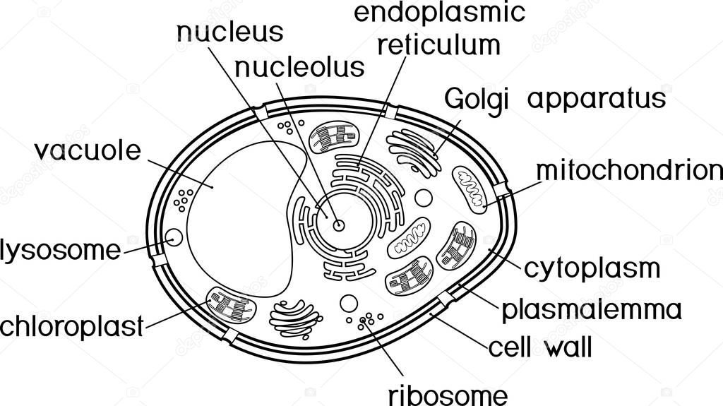 Coloring page. Plant cell structure with titles