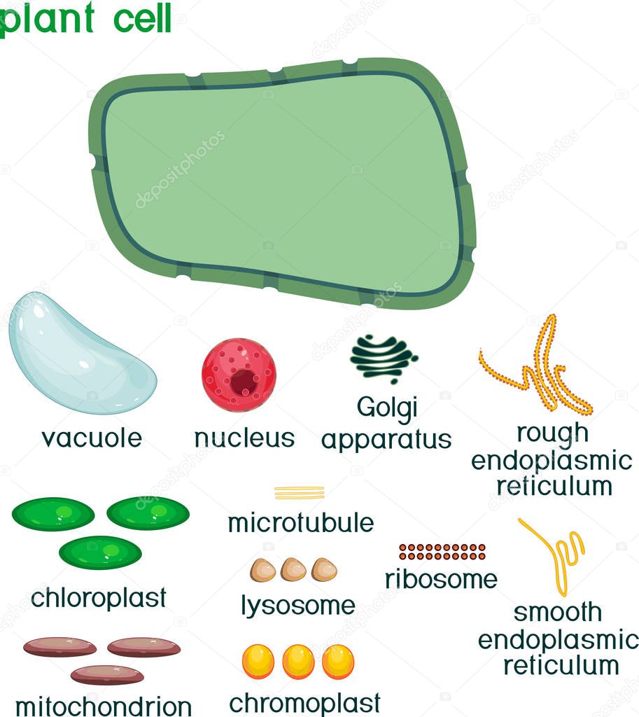 Educational game: assembling cells from ready-made components in form of stickers. Plant cell structure with titles