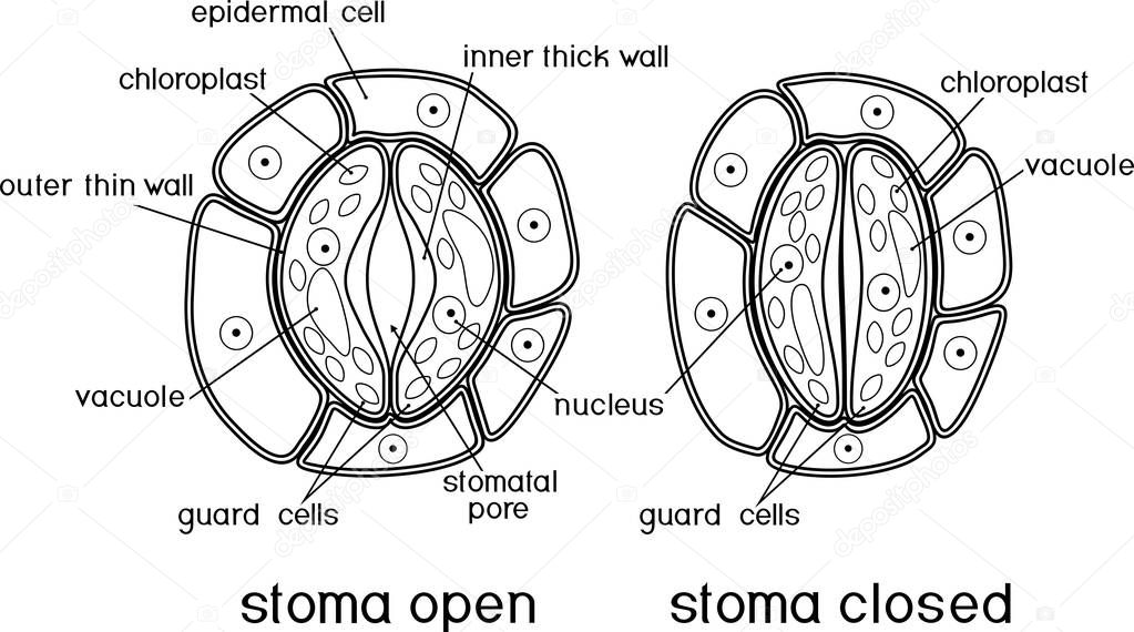 Coloring page. Structure of stomatal complex with open and closed stoma
