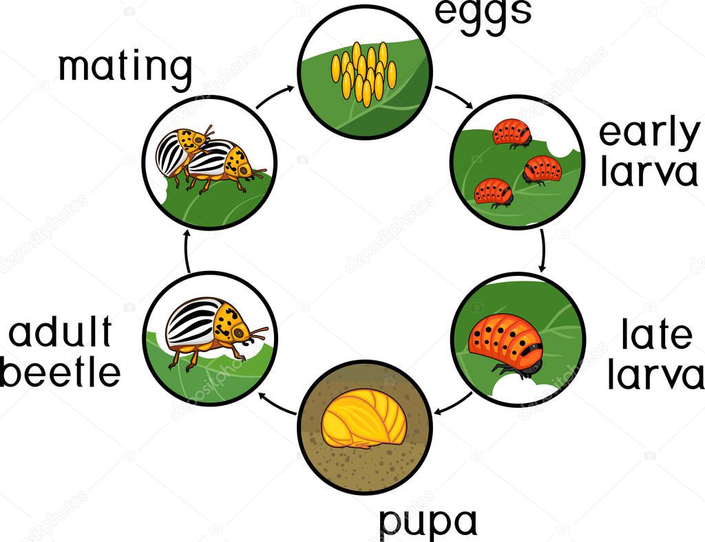 Life cycle of Colorado potato beetle or Leptinotarsa decemlineata. Sequence of stages of development from egg to adult insect