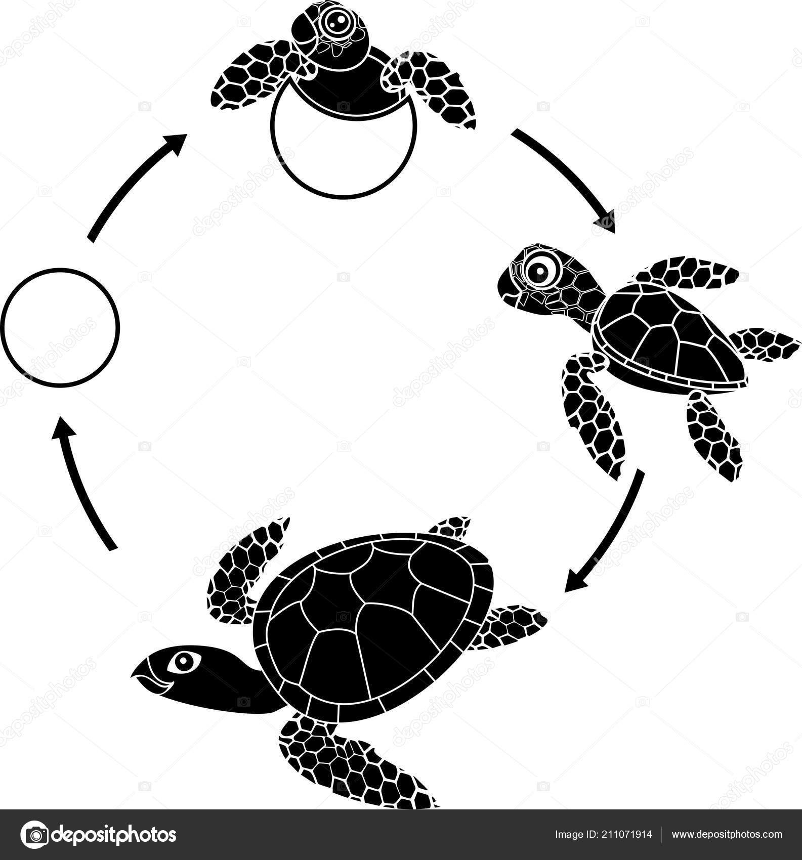 Imagenes De Huevos De Tortuga Para Colorear - Impresion gratuita