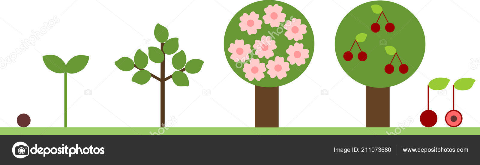 Life Cycle Cherry Tree Plant Growth Stage Seed Tree Fruits — Stock