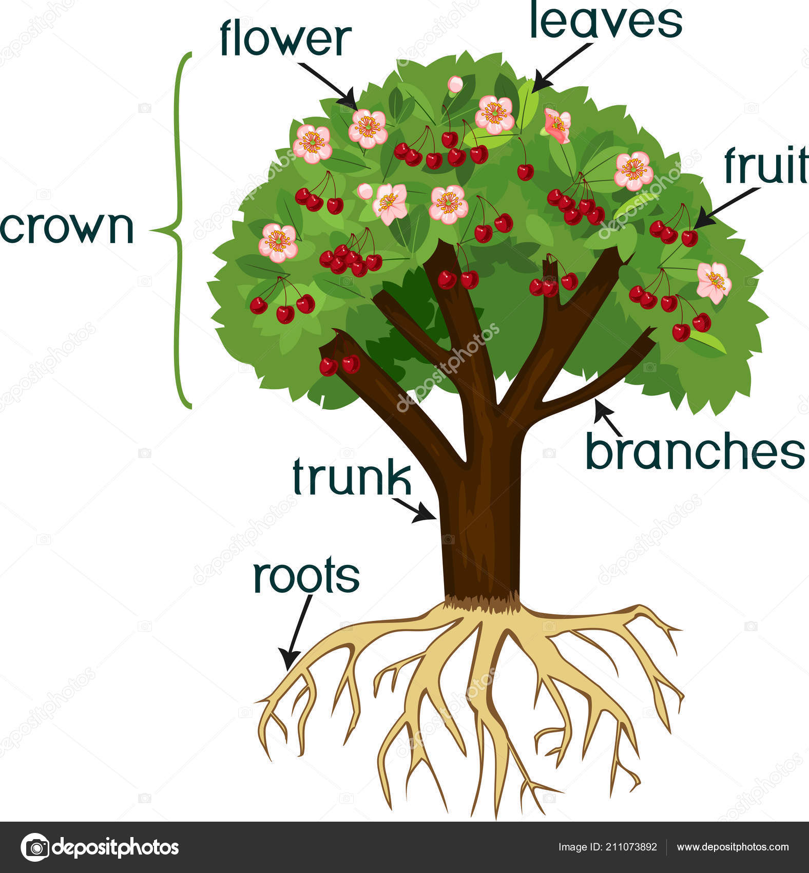 Partes Planta Morfología Del Cerezo Con Sistema Radicular Flores Frutas ...