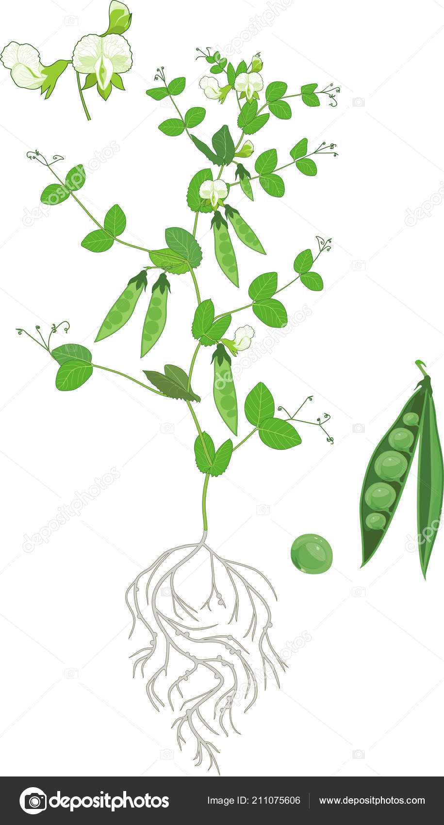 Sweet peas flower drawing illustration. - Stock Illustration [38931702] -  PIXTA