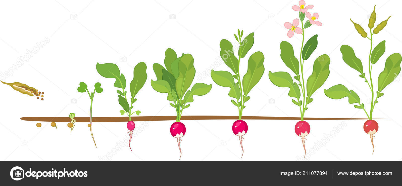 Ciclo Vida Del Rábano Etapas Consecutivas Crecimiento Desde Las Semillas Vector de stock