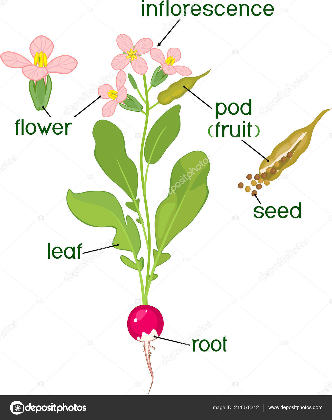 Строение семени редиса. Строение листа редиса. Строение листа редиса. Описание редис семейство крестоцветные. Корнеплоды?.