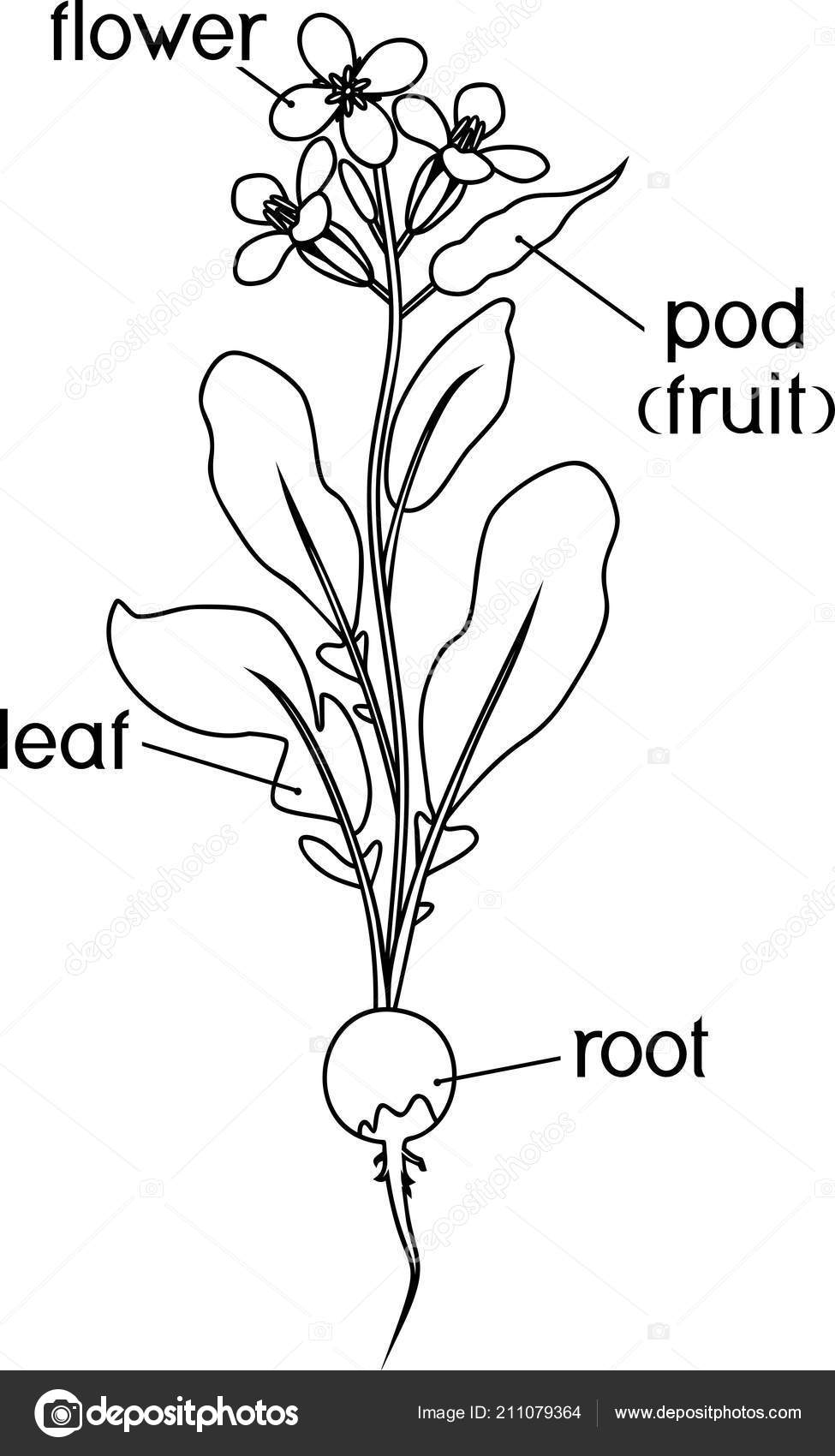 Parts Of Plant Morphology Of Potato Plant With Title Stock