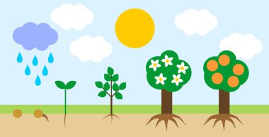 Manzara ile yaşam döngüsünün portakal ağacı. Tohumdan büyüme aşamasına meyve ağacıyla bitki