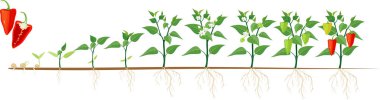 Stages of pepper growth from seed and sprout to harvest. Plants showing root system below ground level clipart
