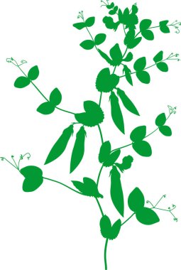 Bezelye şube ile meyve ve yaprakları beyaz arka plan üzerinde izole silüeti