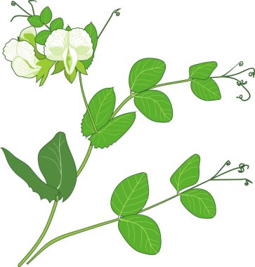 Bezelye dal çiçek ve beyaz arka plan üzerinde izole yeşil yaprakları ile