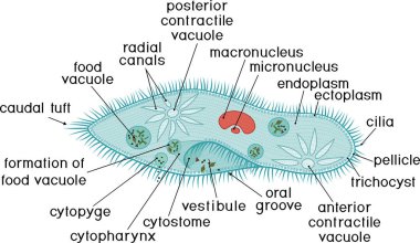 Structure of Paramecium caudatum with titles clipart