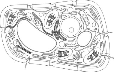 Coloring page. Structure of plant cell clipart