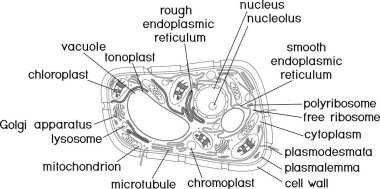 Coloring page. Structure of plant cell with titles clipart