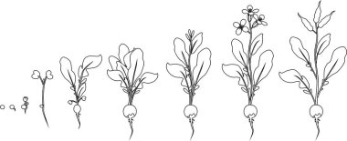 Boyama sayfası. Tohum ve filiz turp büyüme aşamalarında çiçeklenme ve meyve taşıyan bitki