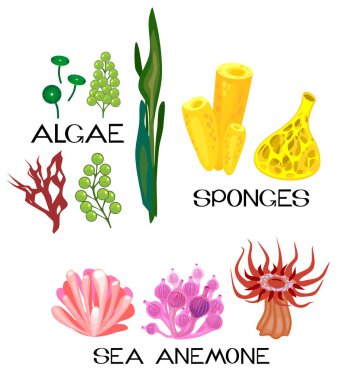 Set of different species of sea anemones, sponges, marine algae on white background clipart