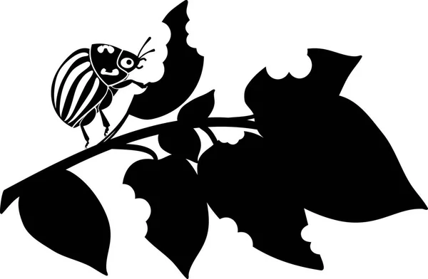 Coléoptère Adulte Pomme Terre Colorado Leptinotarsa Decemlineata Sur Une Feuille — Image vectorielle