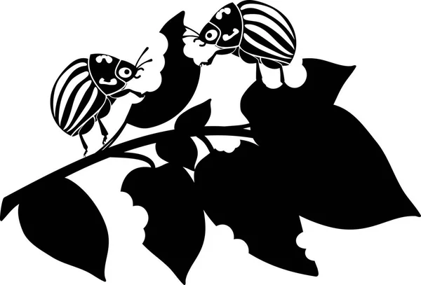 Взрослые Колорадо Картофельные Жуки Leptinotarsa Decemlineata Поврежденном Картофельном Листе — стоковый вектор
