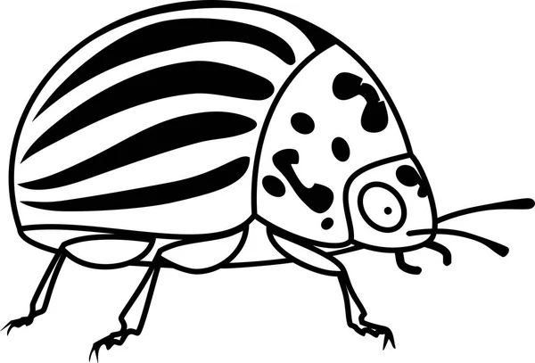 Adult Colorado Potato Beetle White Background — Stock Vector