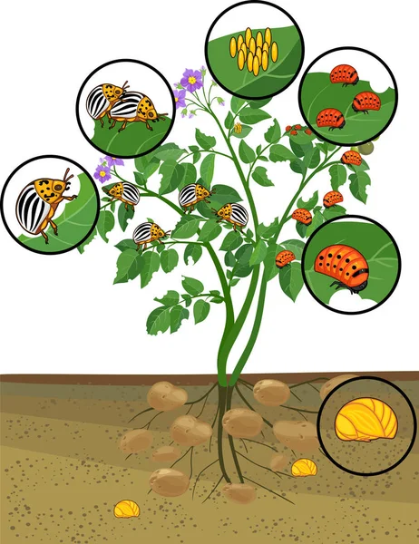 Planta Patata Con Sistema Radicular Diferentes Etapas Desarrollo Del Escarabajo — Archivo Imágenes Vectoriales