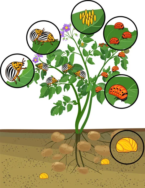 Aardappel Plant Met Wortelsysteem Verschillende Stadia Van Ontwikkeling Van Coloradokever — Stockvector