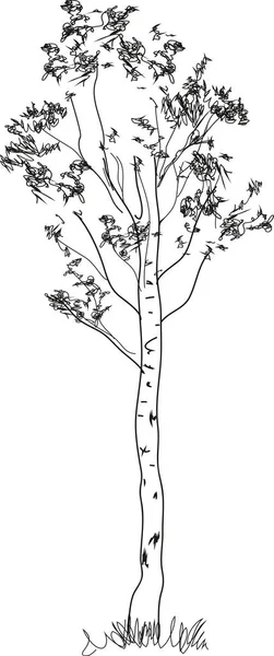 Stylized Birch Tree Coloring Page — Stock Vector