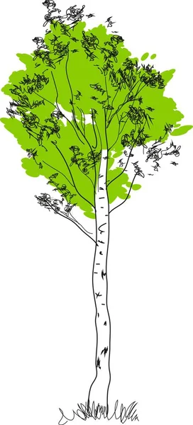 Zöld Korona Fehér Törzs Stilizált Nyírfa — Stock Vector