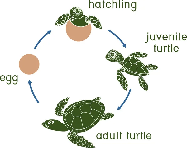 Ciclo Vida Tortuga Marina Secuencia Etapas Desarrollo Tortuga Desde Huevo — Vector de stock