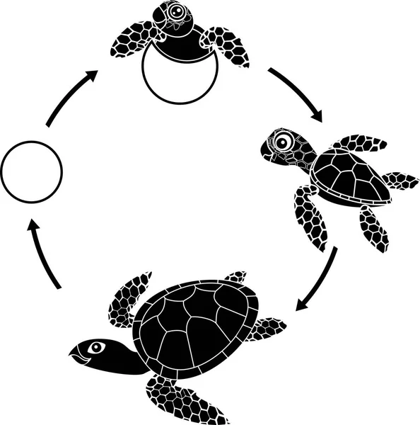 海龟的生命周期 海龟从卵子发育到成虫发育的顺序 — 图库矢量图片