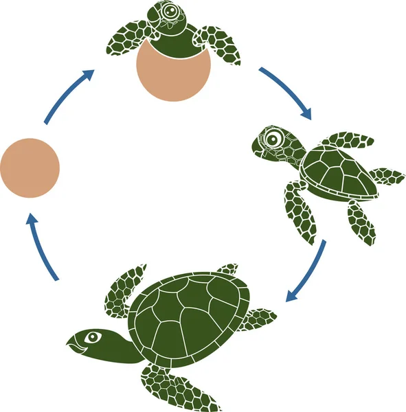 Havssköldpaddans Livscykel Sekvens Stadier Sköldpaddans Utveckling Från Ägg Till Vuxna — Stock vektor