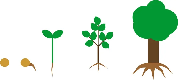 根系を持つツリーのライフ サイクル ツリーに種子から成長期を植物します — ストックベクタ