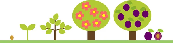 梅花树的生命周期 植物生长阶段从种子到树与果子 — 图库矢量图片