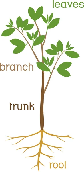 Części Roślin Morfologia Drzewa Zieloną Koroną Systemem Korzeniowym Tytułami — Wektor stockowy