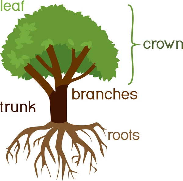 Bitki parçaları. Morfoloji ağacının yeşil taç, kök sistemi ve başlıklar