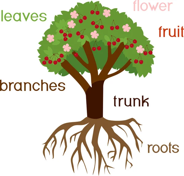 Części Roślin Morfologia Wiśniowego Drzewa Systemu Korzeniowego Kwiatów Owoców Tytuły — Wektor stockowy