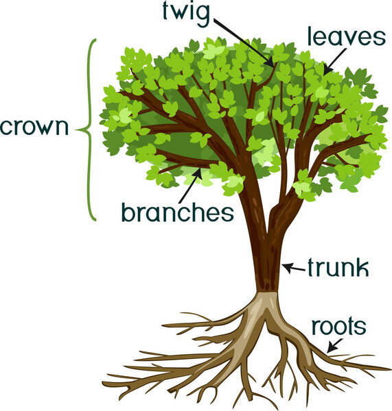 Parts of plant. Morphology of tree with green crown, root system, and titles