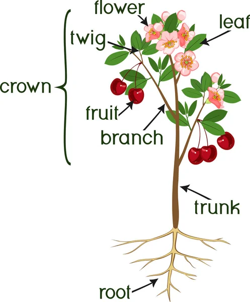 Pflanzenteile Morphologie Des Kirschbaums Mit Wurzelsystem Blüten Früchten Und Titeln — Stockvektor