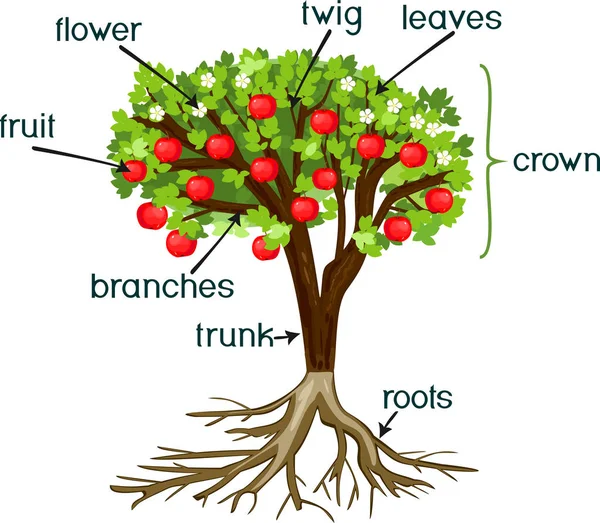 Partes Planta Morfología Del Manzano Con Sistema Radicular Flores Frutas — Vector de stock