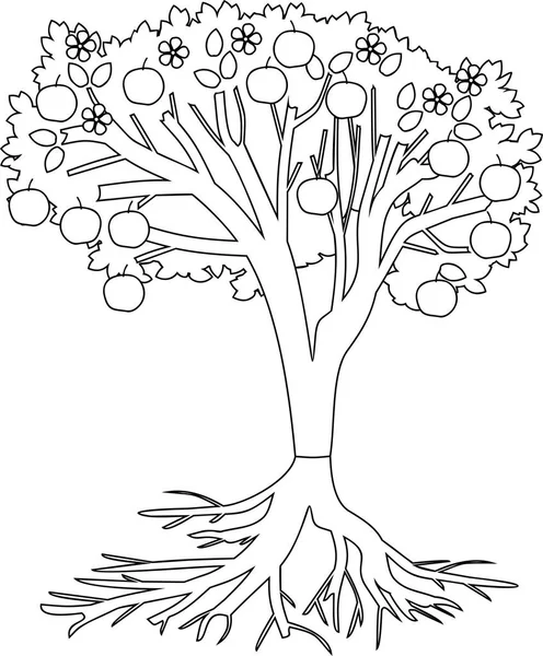 Halaman Mewarnai Pohon Apel Dengan Sistem Akar Dan Buah Buahan - Stok Vektor