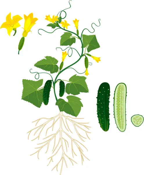 Morfología Planta Pepino Con Sistema Radicular Flores Frutos — Vector de stock