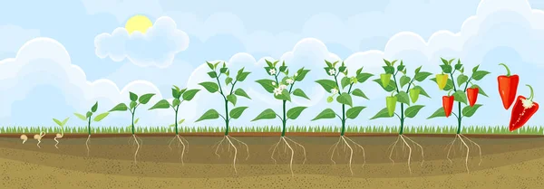 Etapas Crecimiento Pimienta Semilla Brote Cosecha Plantas Que Muestran Sistema — Vector de stock