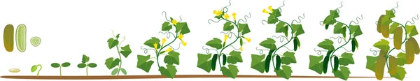 キュウリのライフ サイクル 果物と大人のプラントに種子と発芽から成長の段階 — ストックベクタ